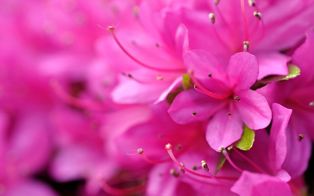 Обои макро, боке, рододендрон, macro, bokeh, rhododendron разрешение 3912x2794 Загрузить