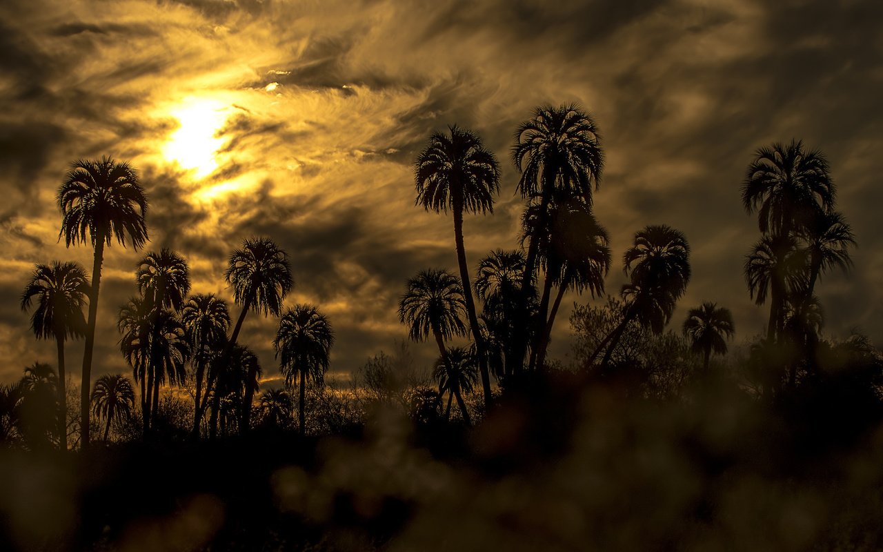 Обои небо, облака, закат, пальмы, силуэты, the sky, clouds, sunset, palm trees, silhouettes разрешение 2048x1214 Загрузить