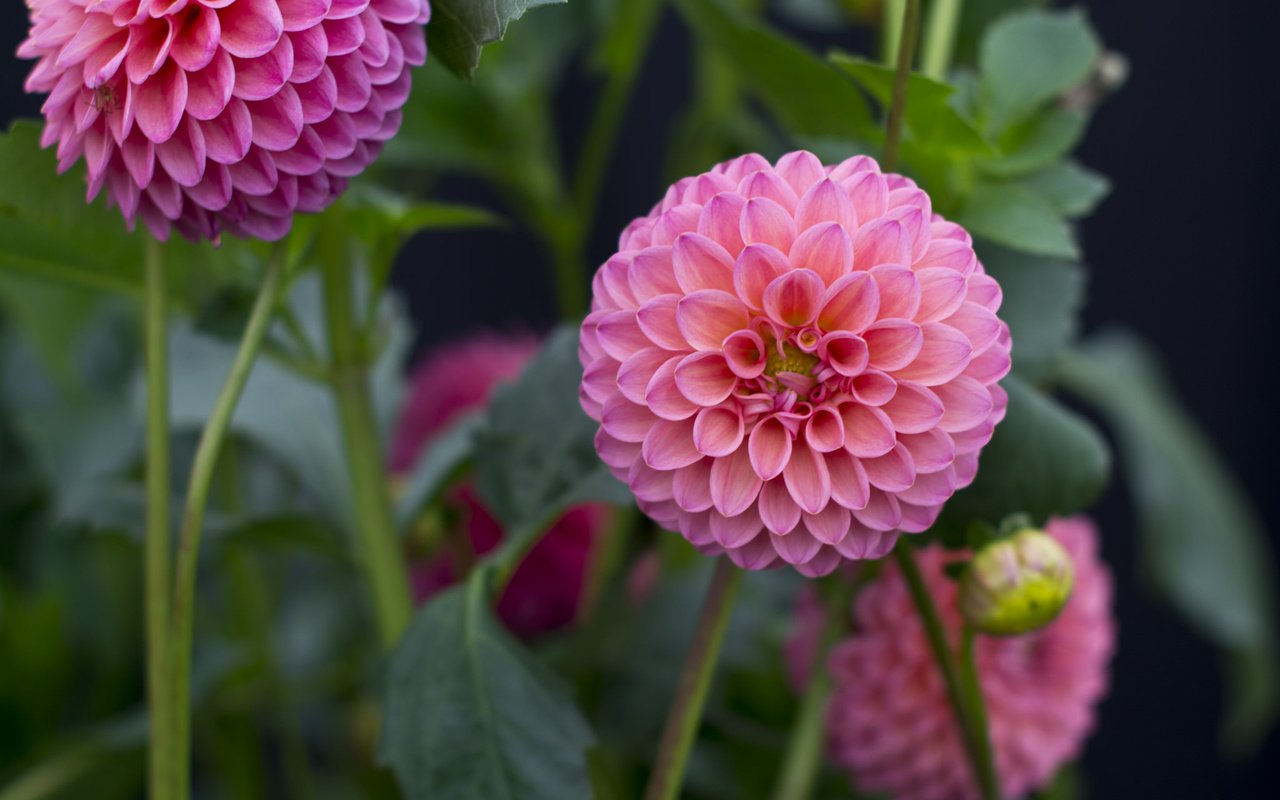 Обои бутоны, розовые, георгины, buds, pink, dahlias разрешение 2048x1365 Загрузить