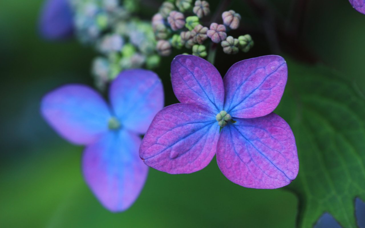 Обои макро, лепестки, цветки, боке, гортензия, macro, petals, flowers, bokeh, hydrangea разрешение 2048x1365 Загрузить