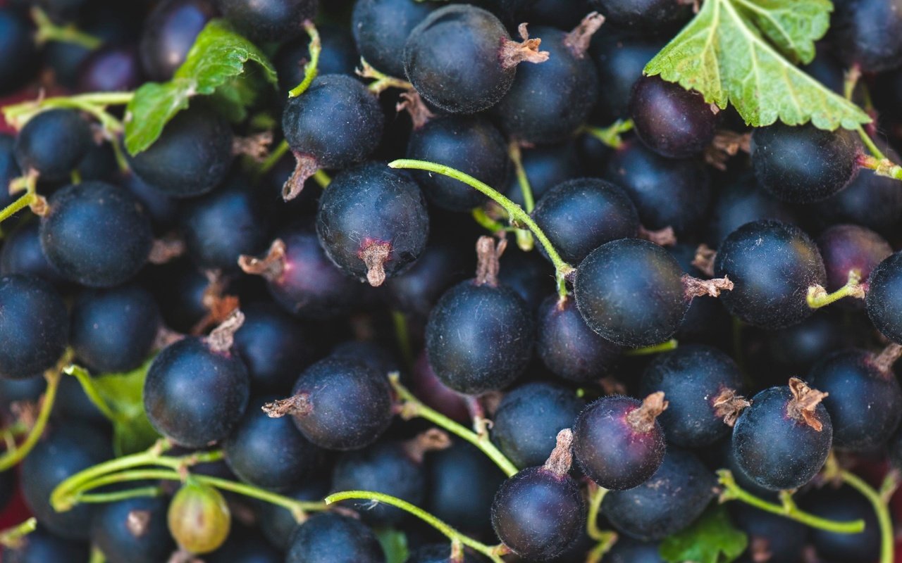 Обои ягоды, черная, смородина, berries, black, currants разрешение 2000x1326 Загрузить