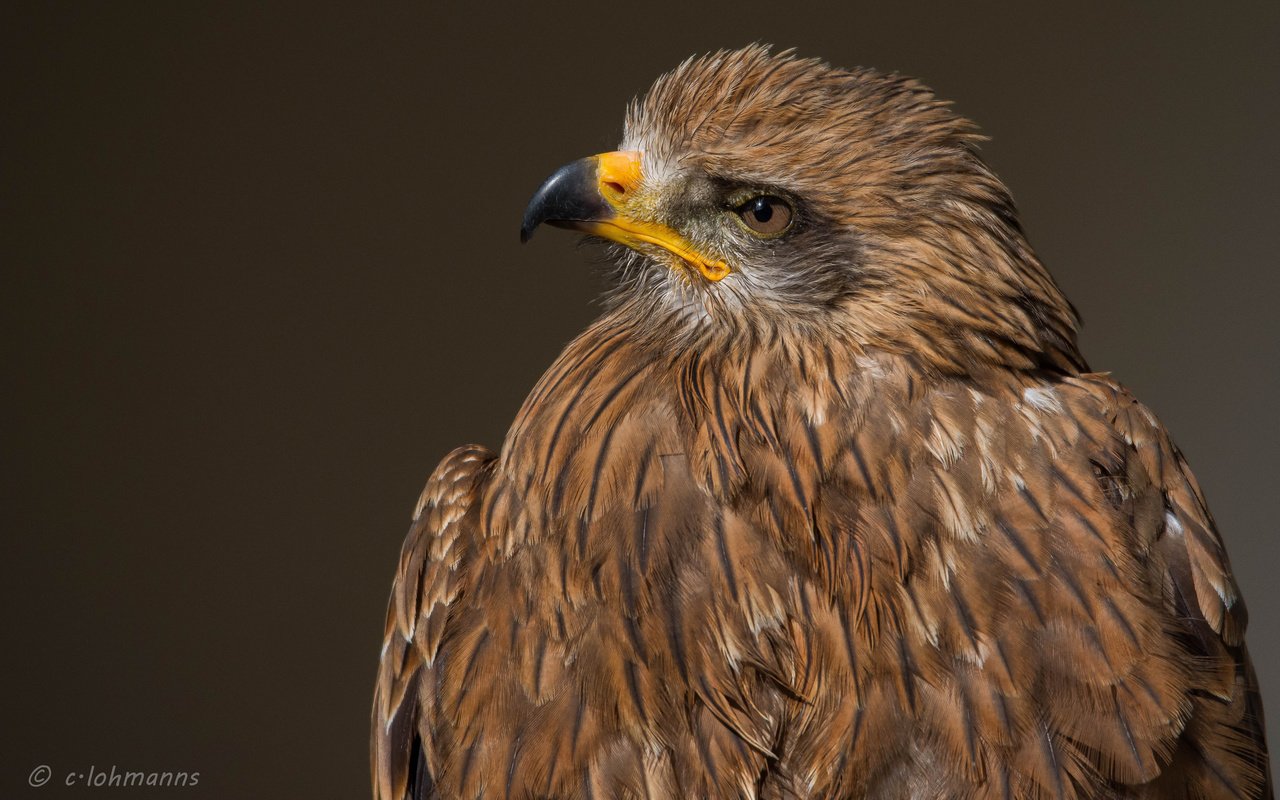 Обои взгляд, орел, хищник, птица, клюв, перья, хищная птица, look, eagle, predator, bird, beak, feathers, bird of prey разрешение 2048x1301 Загрузить