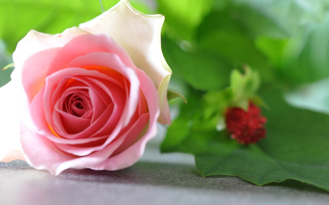 Обои роза, бутон, розовая, rose, bud, pink разрешение 2048x1360 Загрузить