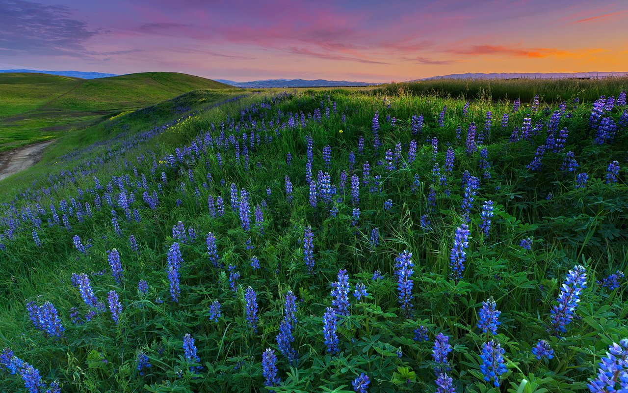 Обои цветы, пейзаж, поле, луг, люпины, flowers, landscape, field, meadow, lupins разрешение 1920x1080 Загрузить