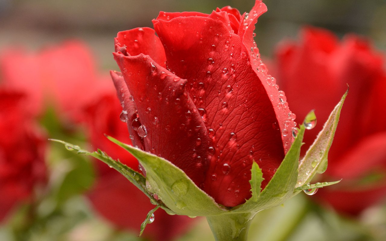 Обои макро, капли, роза, красная, бутон, боке, macro, drops, rose, red, bud, bokeh разрешение 2000x1333 Загрузить