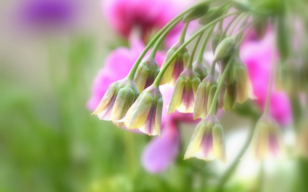 Обои макро, цветки, боке, нектароскордум, macro, flowers, bokeh, nectaroscordum разрешение 2048x1536 Загрузить