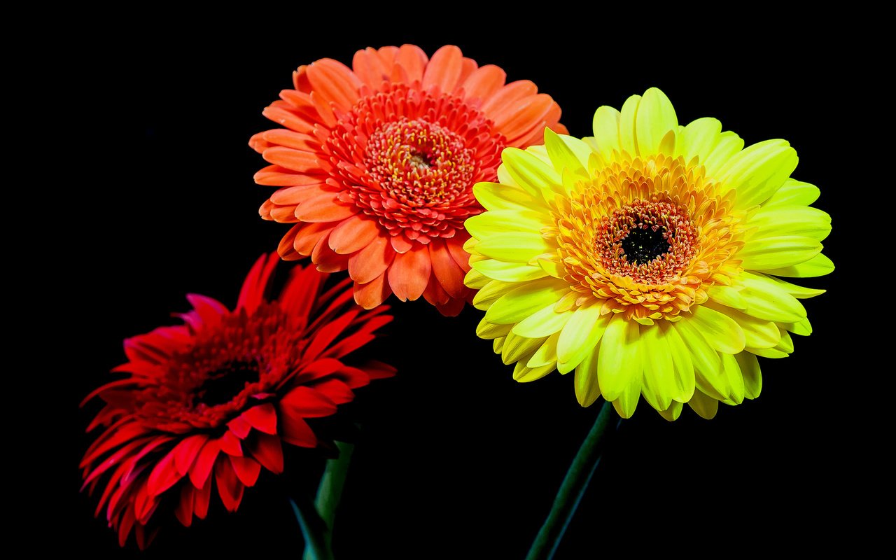 Обои макро, лепестки, черный фон, букет, герберы, macro, petals, black background, bouquet, gerbera разрешение 4288x2699 Загрузить