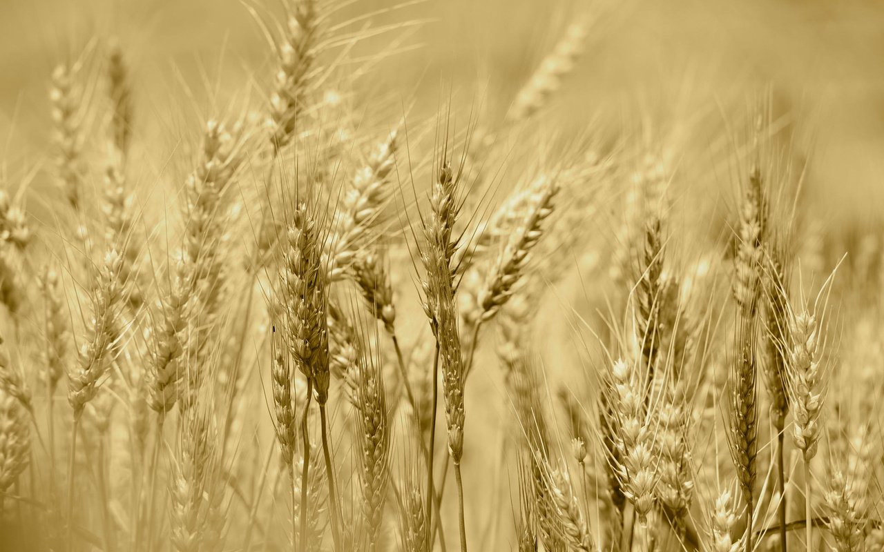 Обои поле, лето, колосья, урожай, рожь, field, summer, ears, harvest, rye разрешение 2048x1367 Загрузить