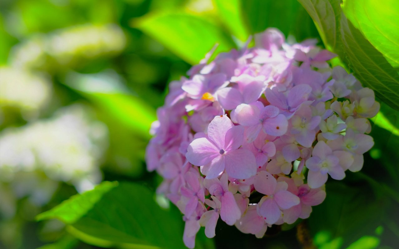 Обои макро, боке, соцветие, гортензия, macro, bokeh, inflorescence, hydrangea разрешение 2048x1365 Загрузить