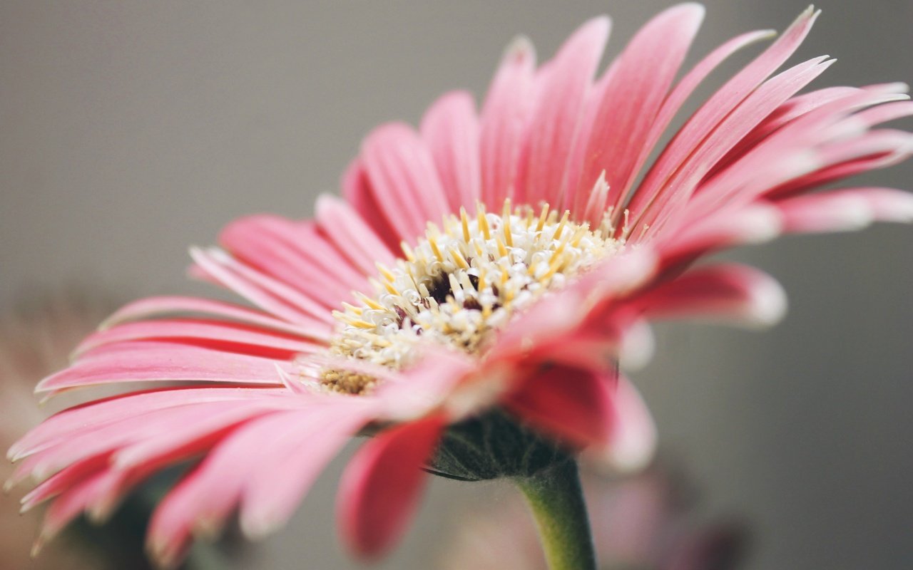 Обои лепестки, розовые, гербера, petals, pink, gerbera разрешение 3318x2212 Загрузить