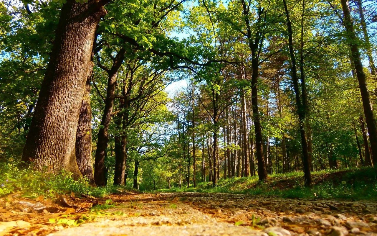 Обои дорога, деревья, лес, road, trees, forest разрешение 2048x1267 Загрузить