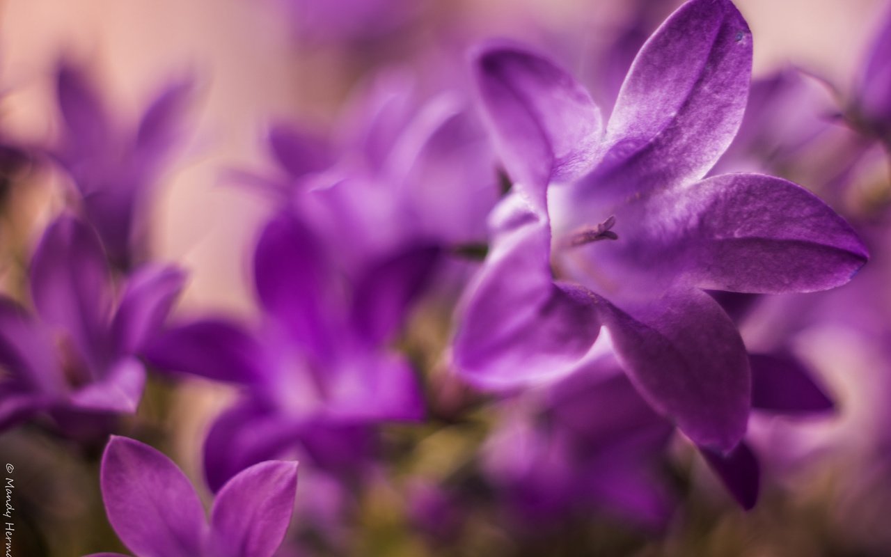 Обои макро, лепестки, колокольчики, macro, petals, bells разрешение 2048x1365 Загрузить