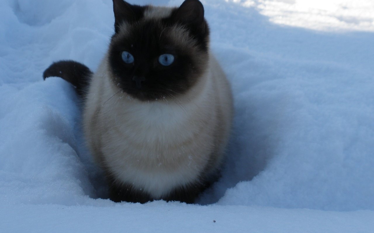 Обои снег, зима, кошка, голубые глаза, snow, winter, cat, blue eyes разрешение 2560x1600 Загрузить