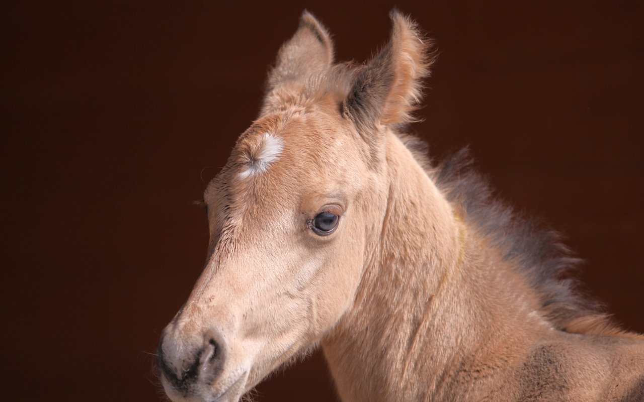 Обои лошадь, взгляд, мордашка, конь, жеребенок, horse, look, face, foal разрешение 3456x2304 Загрузить