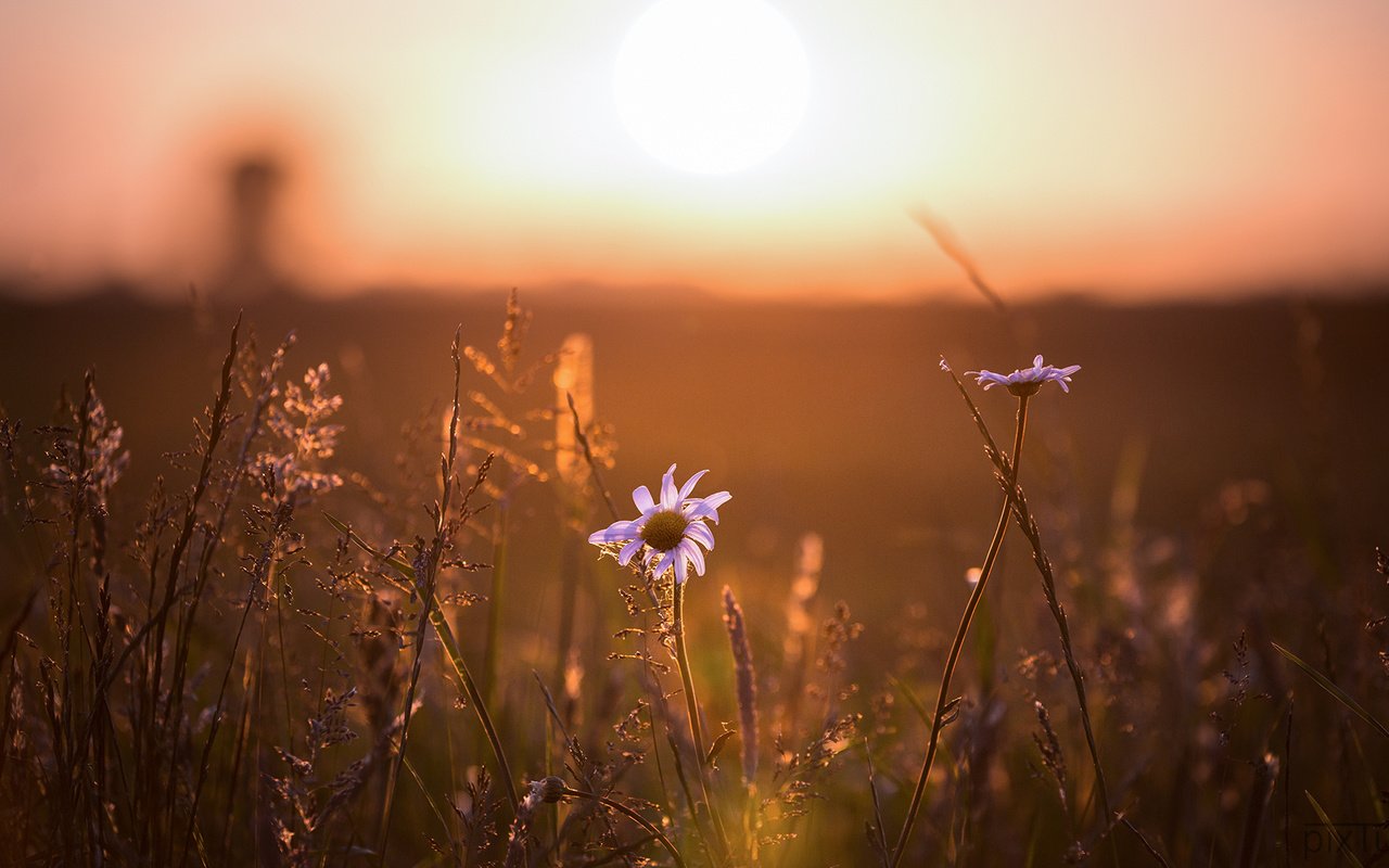 Обои свет, цветы, ромашка, light, flowers, daisy разрешение 1920x1080 Загрузить