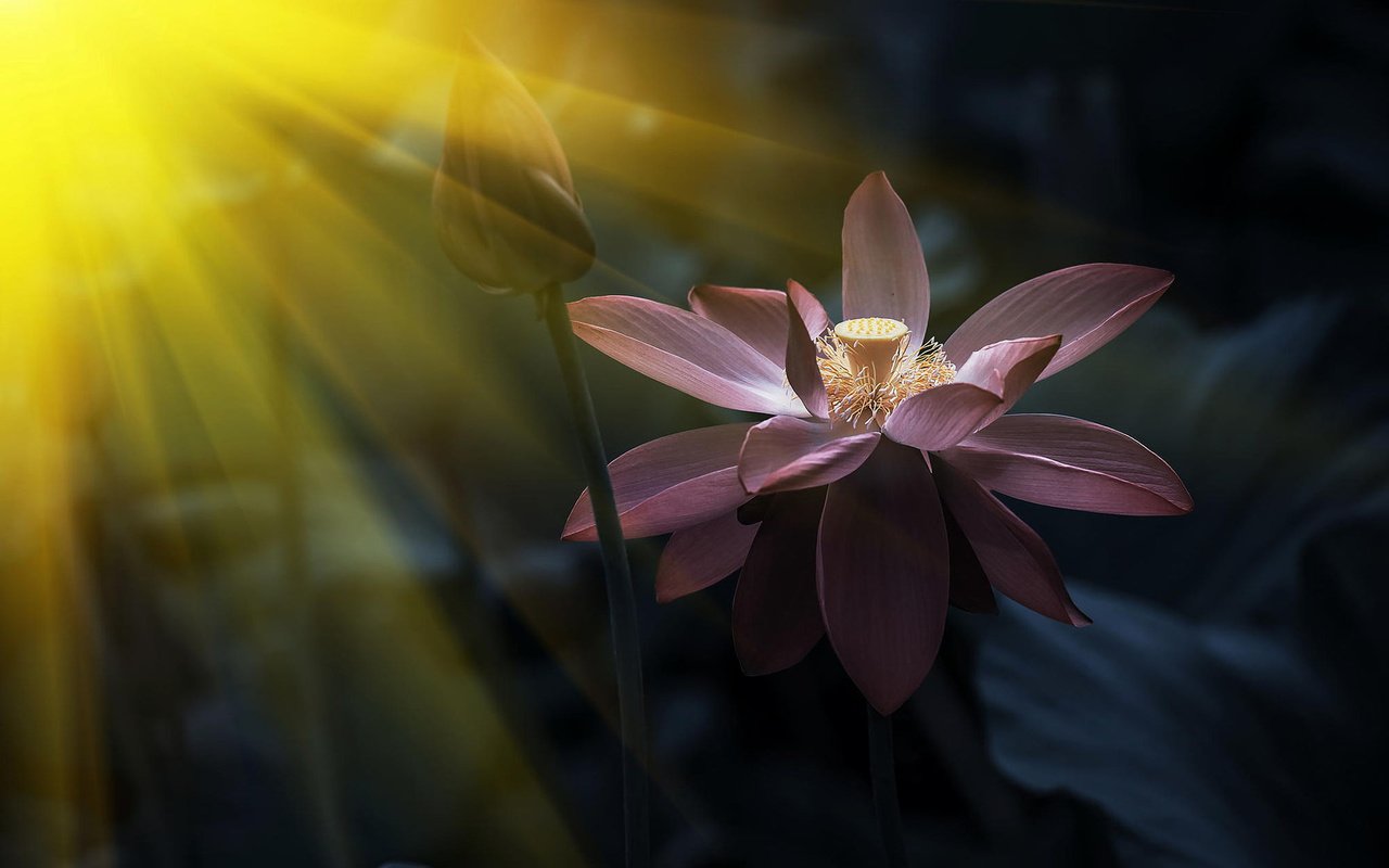 Обои природа, лотос, солнечный свет, розовый лотос, nature, lotus, sunlight, pink lotus разрешение 1920x1200 Загрузить