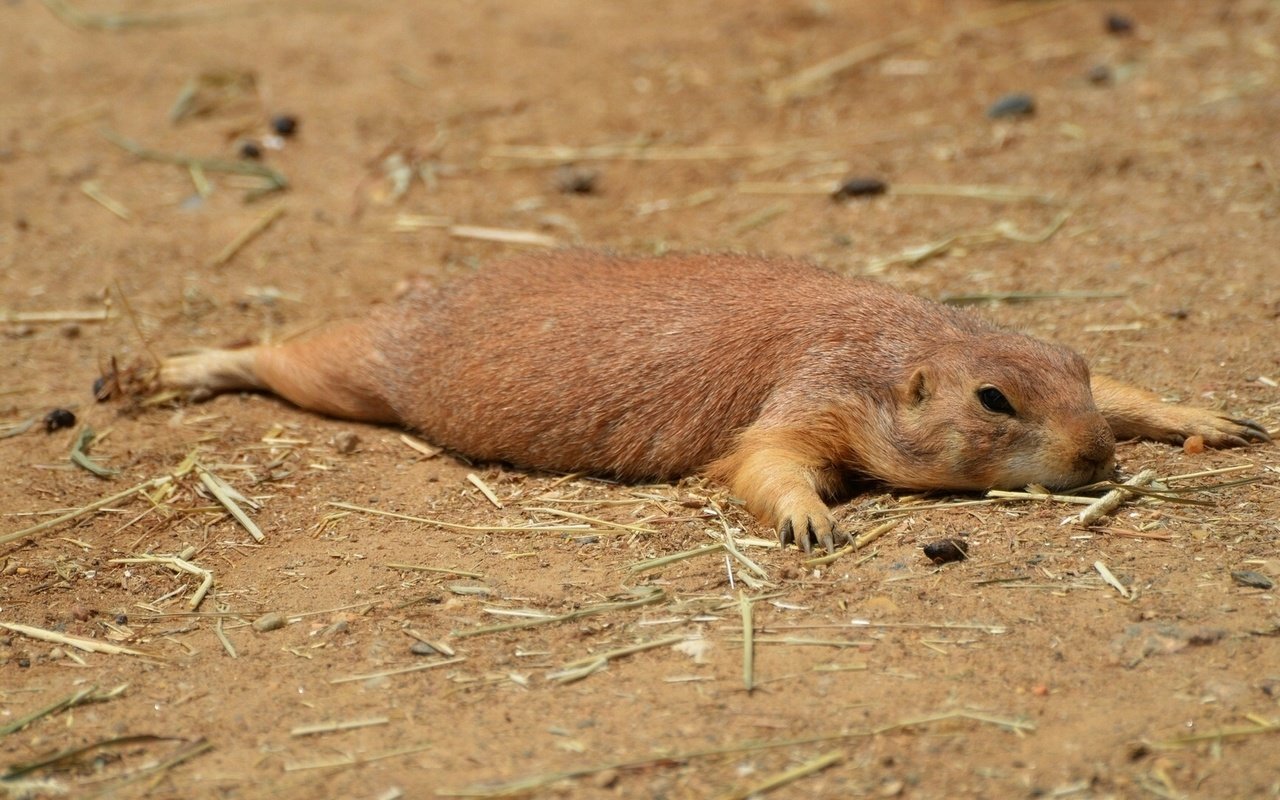 Обои отдых, грызун, луговая собачка, stay, rodent, prairie dog разрешение 1920x1080 Загрузить