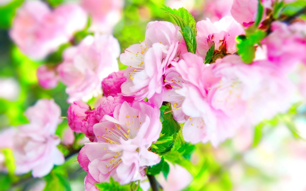 Обои цветы, листья, макро, цветок, шиповник, розовый, размытие, flowers, leaves, macro, flower, briar, pink, blur разрешение 2560x1700 Загрузить