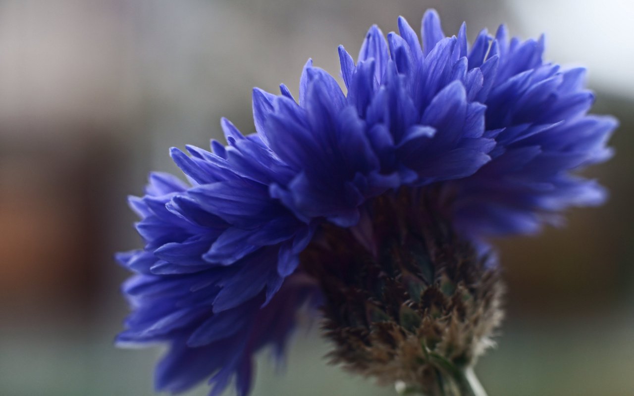 Обои фокус камеры, макро, синий, цветок, василек, крупным планом, the focus of the camera, macro, blue, flower, cornflower, closeup разрешение 2048x1363 Загрузить