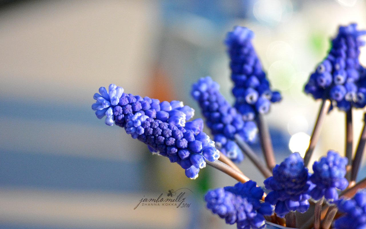 Обои цветы, макро, весна, синие, мускари, flowers, macro, spring, blue, muscari разрешение 2992x2000 Загрузить