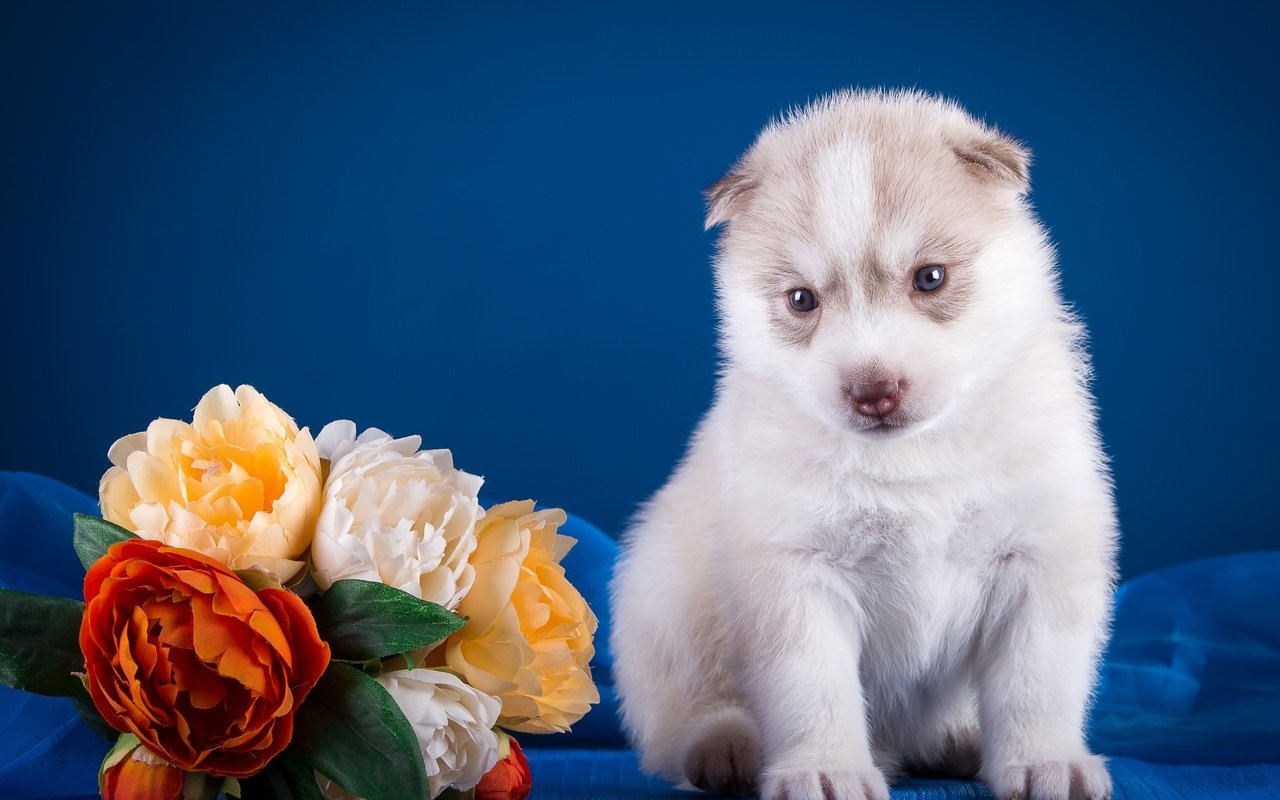 Обои цветы, щенок, хаски, flowers, puppy, husky разрешение 3600x2350 Загрузить