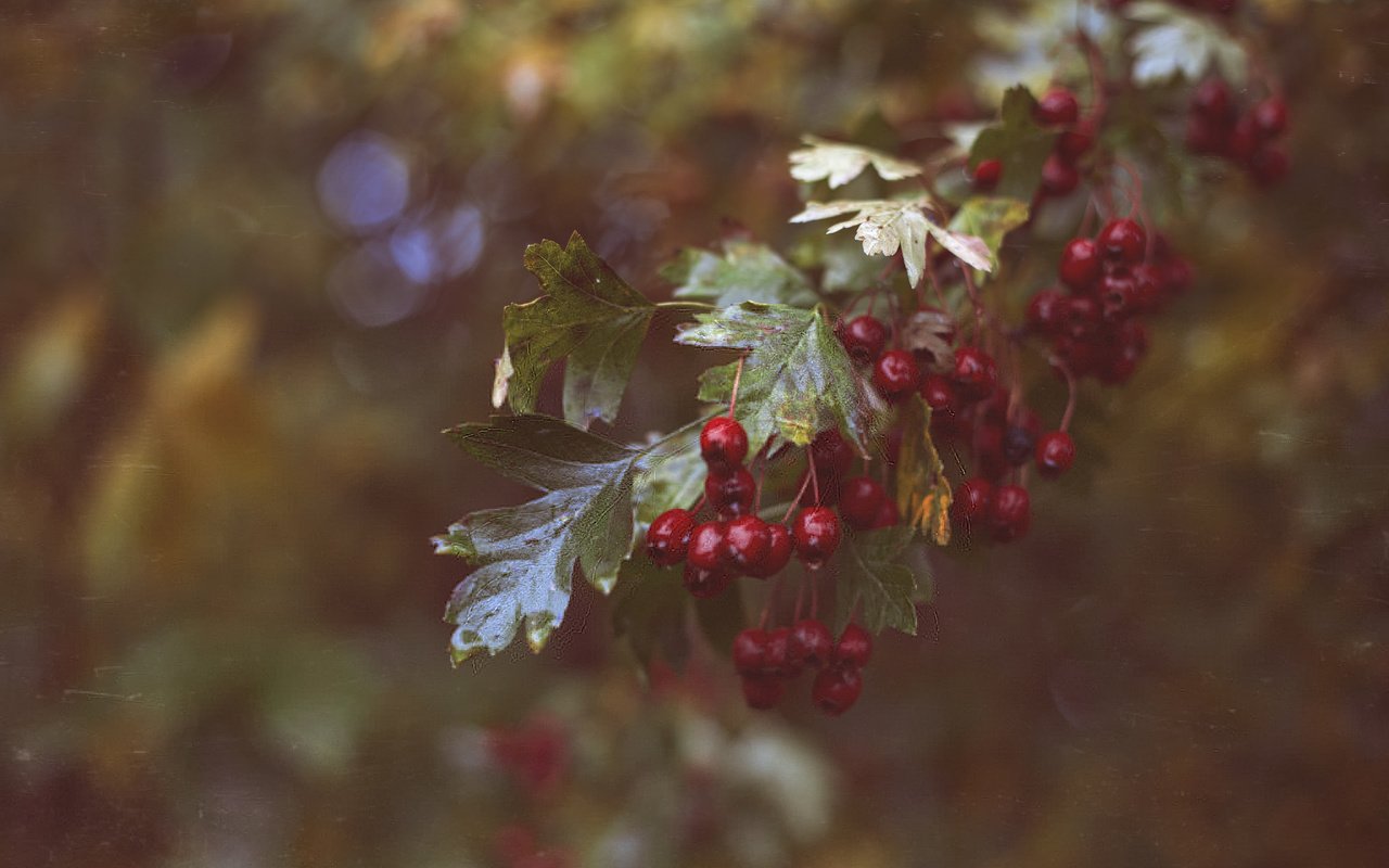 Обои ветка, листья, красные, ягоды, branch, leaves, red, berries разрешение 2048x1365 Загрузить