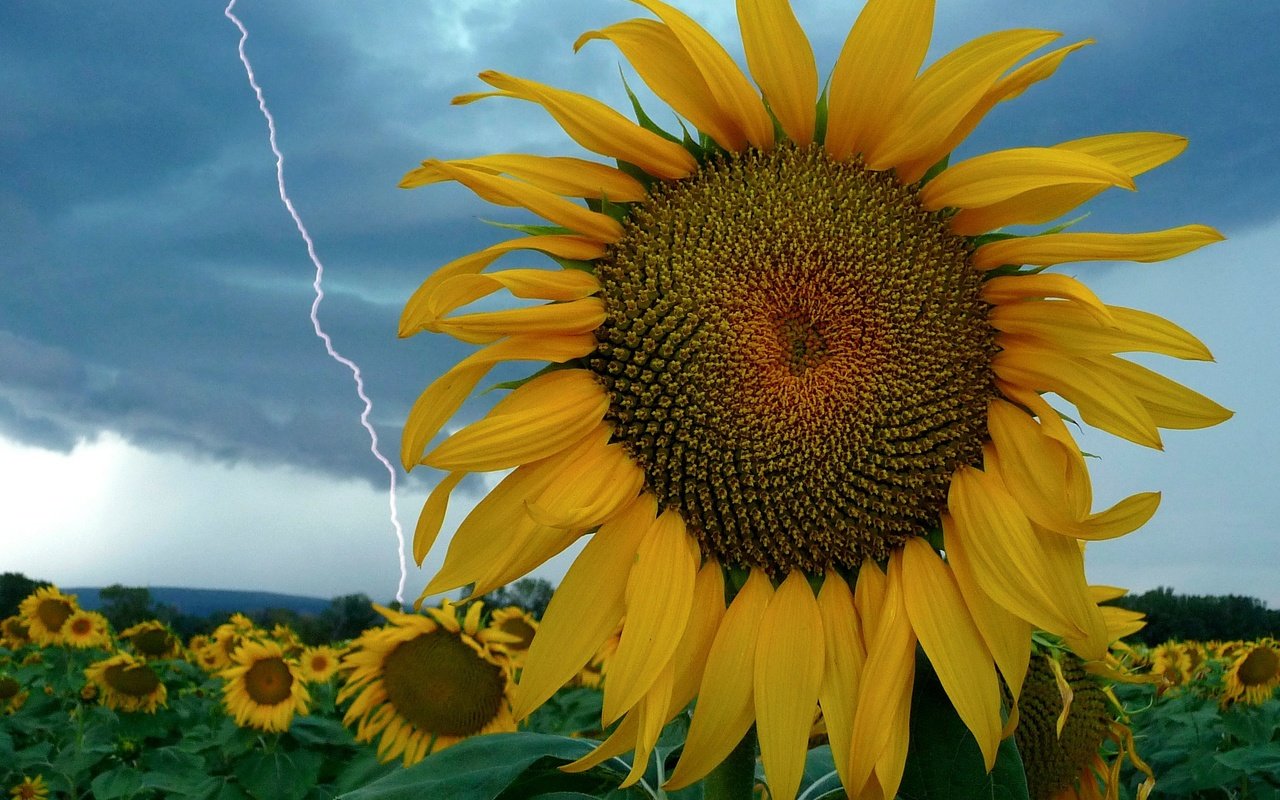 Обои небо, цветы, молния, поле, подсолнух, the sky, flowers, lightning, field, sunflower разрешение 2784x2088 Загрузить