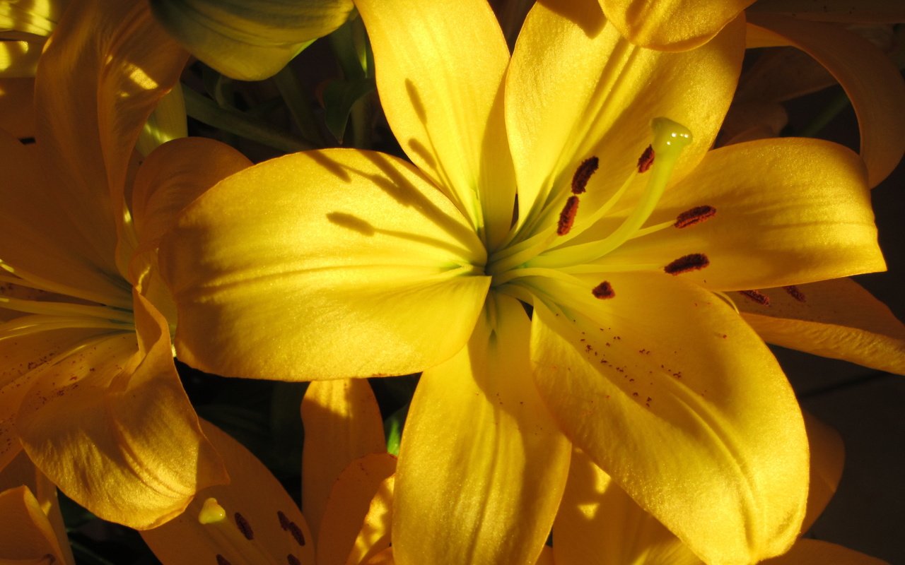Лилии цветы желтые