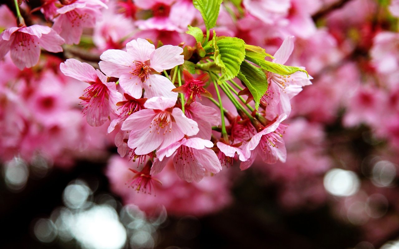 Обои цветение, макро, весна, сакура, blossom, весенние, flowering trees, flowering, macro, spring, sakura разрешение 2880x1828 Загрузить