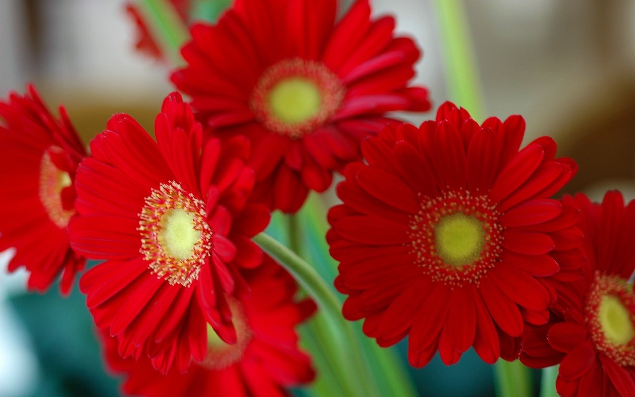 Обои цветы, лепестки, герберы, flowers, petals, gerbera разрешение 2406x1600 Загрузить