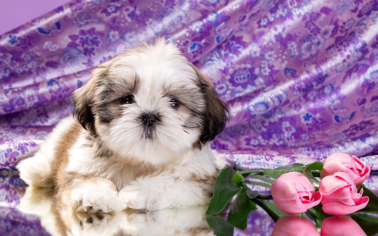 Обои цветы, щенок, ши-тцу, flowers, puppy, shih tzu разрешение 2400x1521 Загрузить