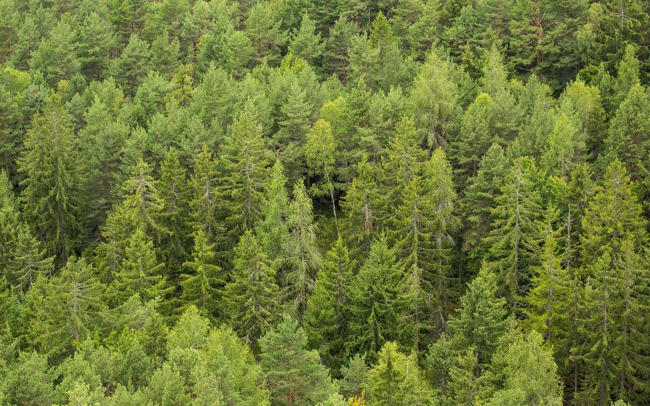 Обои деревья, лес, сосны, много, сосна, хвойный лес, trees, forest, pine, a lot, coniferous forest разрешение 2880x1920 Загрузить