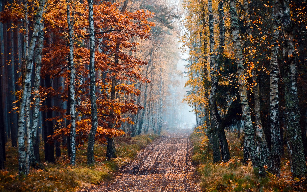 Обои дорога, деревья, природа, лес, осень, береза, road, trees, nature, forest, autumn, birch разрешение 2400x1520 Загрузить