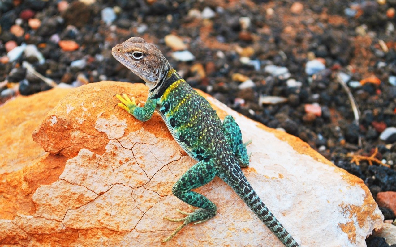 Обои камни, ящерица, геккон, игуана, ошейниковая игуана, stones, lizard, gecko, iguana разрешение 2560x1440 Загрузить