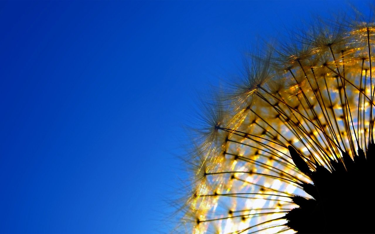 Обои небо, природа, одуванчик, растение, былинка, the sky, nature, dandelion, plant, blade of grass разрешение 1920x1080 Загрузить