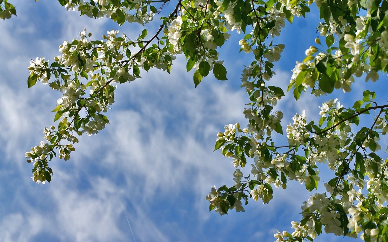 Обои небо, ветки, весна, яблоня, the sky, branches, spring, apple разрешение 1920x1278 Загрузить