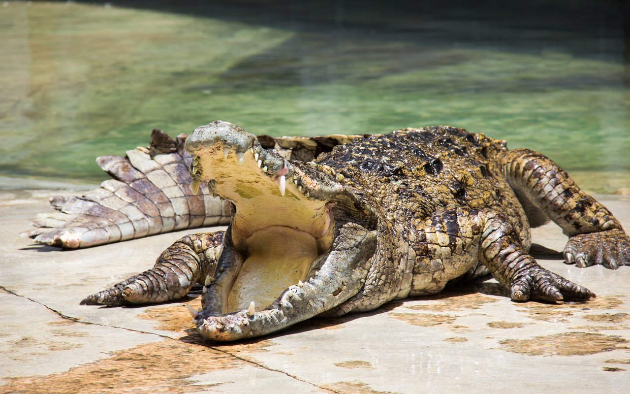 Обои зубы, крокодил, пасть, зубки, рептилия, во рту, пресмыкающееся, teeth, crocodile, mouth, reptile разрешение 2000x1237 Загрузить