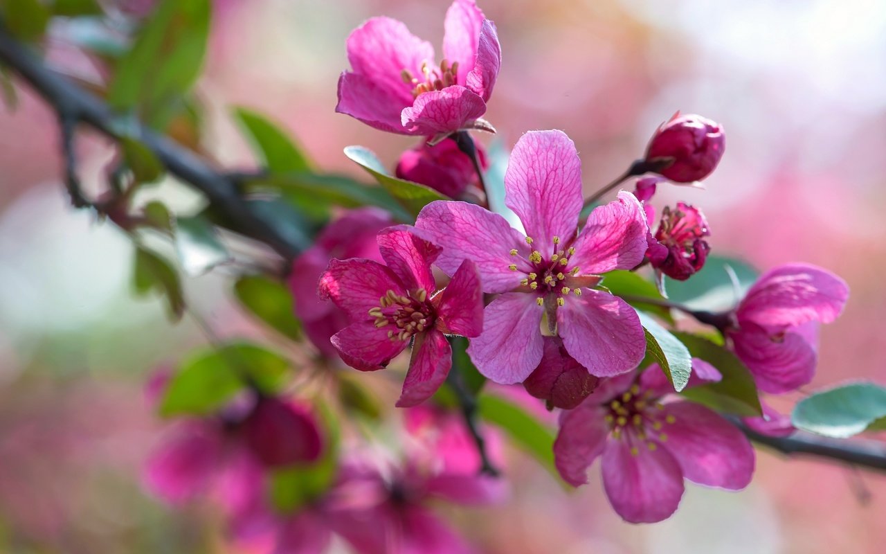 Обои ветка, макро, розовый, яблоня, branch, macro, pink, apple разрешение 2048x1367 Загрузить