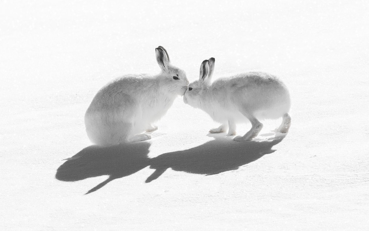 Обои снег, природа, тень, зайцы, воздушны поцелуй, горный заяц, snow, nature, shadow, rabbits, kiss, mountain hare разрешение 2047x1321 Загрузить