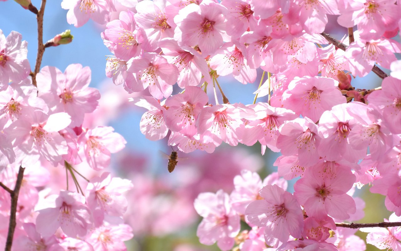 Обои дерево, насекомое, ветки, весна, розовый, вишня, сакура, пчела, tree, insect, branches, spring, pink, cherry, sakura, bee разрешение 2048x1367 Загрузить