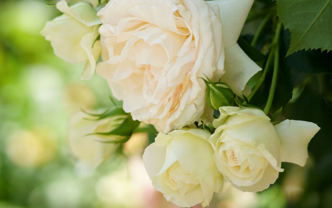Обои розы, лепестки, нежность, кремовые, roses, petals, tenderness, cream разрешение 2048x1365 Загрузить