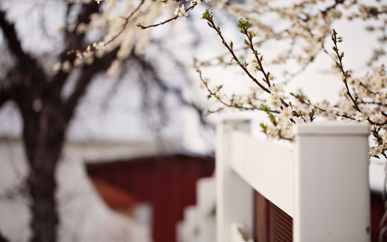 Обои цветение, забор, сад, весна, flowering, the fence, garden, spring разрешение 2048x1365 Загрузить