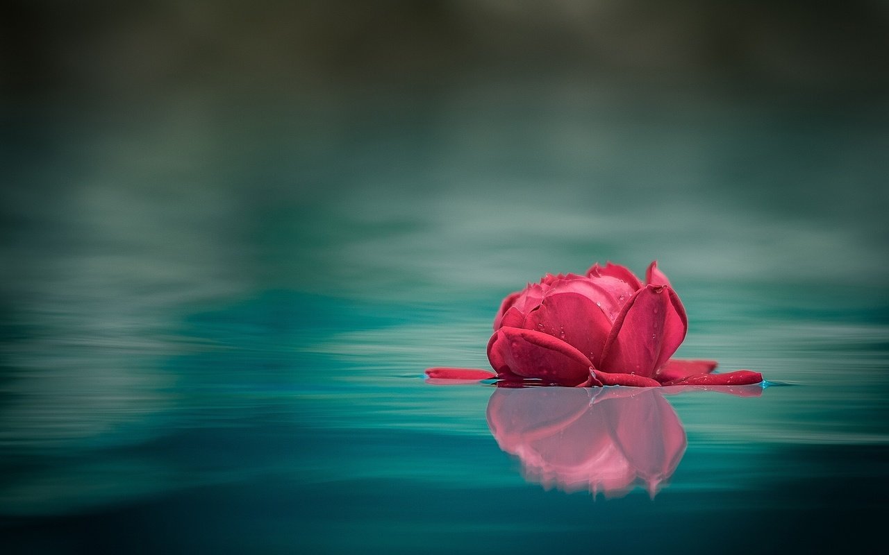 Обои вода, макро, отражение, роза, бутон, water, macro, reflection, rose, bud разрешение 2048x1537 Загрузить