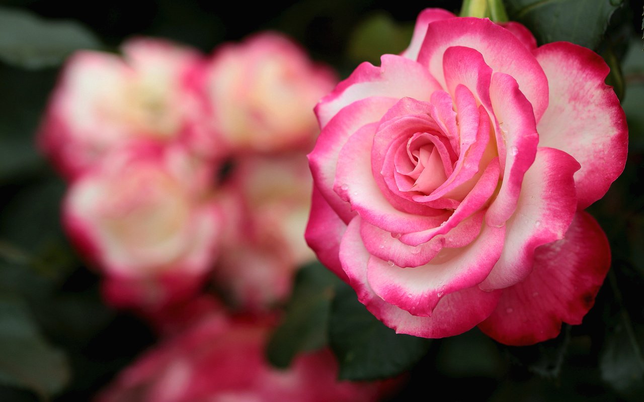 Обои макро, роза, лепестки, красавица, macro, rose, petals, beauty разрешение 2048x1365 Загрузить