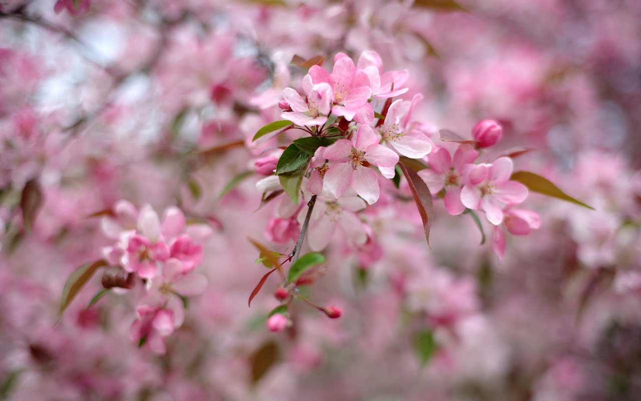 Обои дерево, цветение, весна, розовый, tree, flowering, spring, pink разрешение 2048x1363 Загрузить