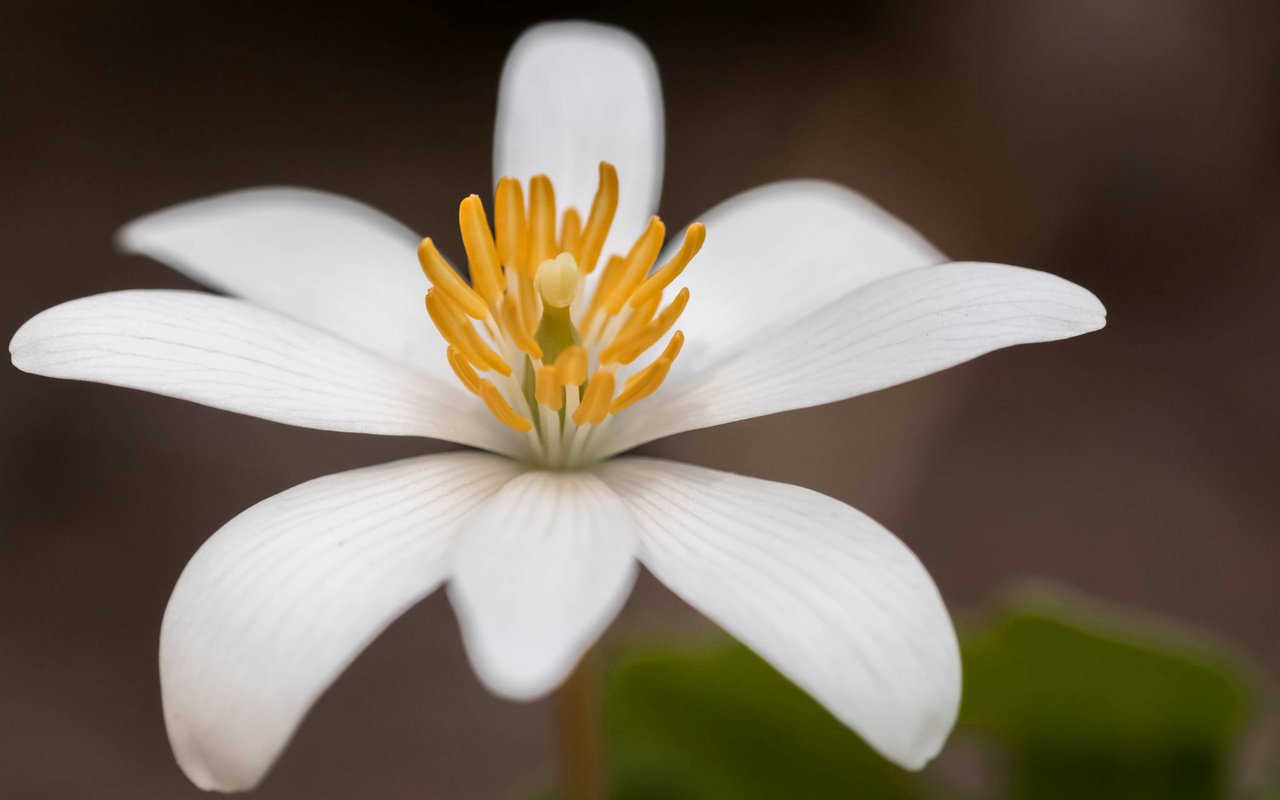 Обои цветок, лепестки, канадская, сангвинария, flower, petals, canadian, sanguinaria разрешение 2048x1365 Загрузить