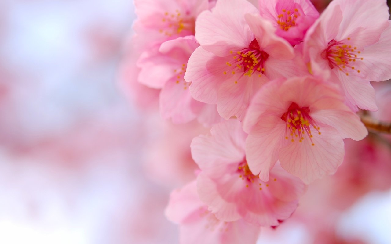 Обои цветение, макро, вишня, сакура, цветки, flowering, macro, cherry, sakura, flowers разрешение 3008x2000 Загрузить