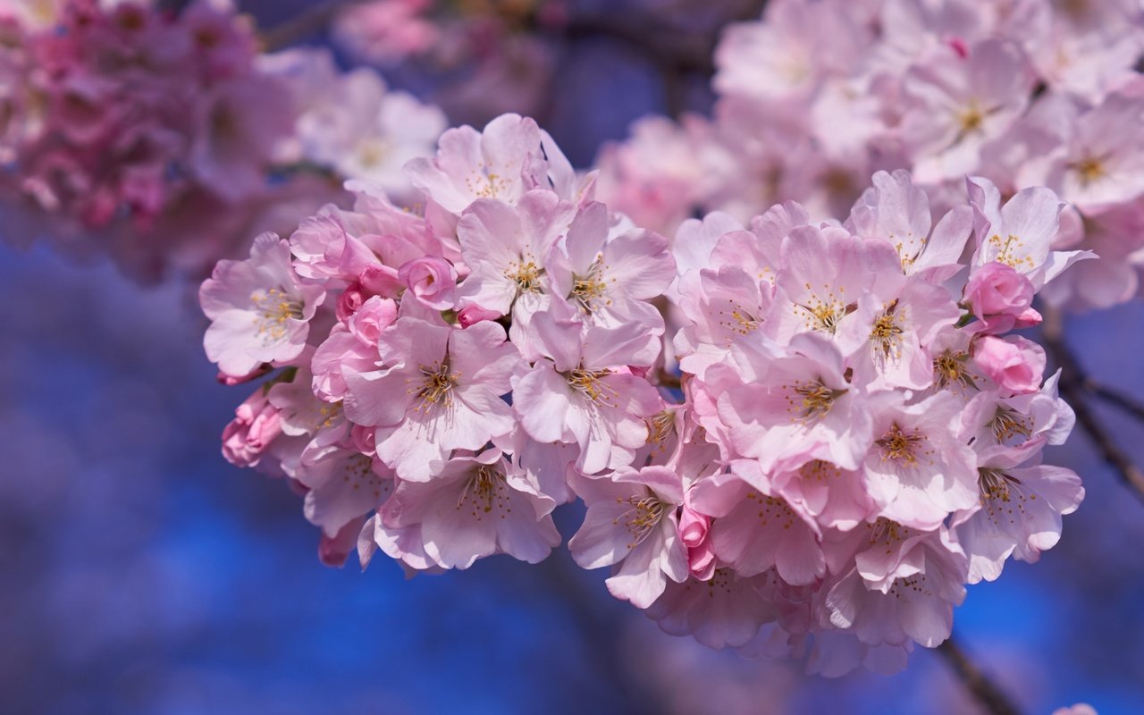 Обои дерево, весна, розовый, вишня, сакура, tree, spring, pink, cherry, sakura разрешение 2400x1523 Загрузить