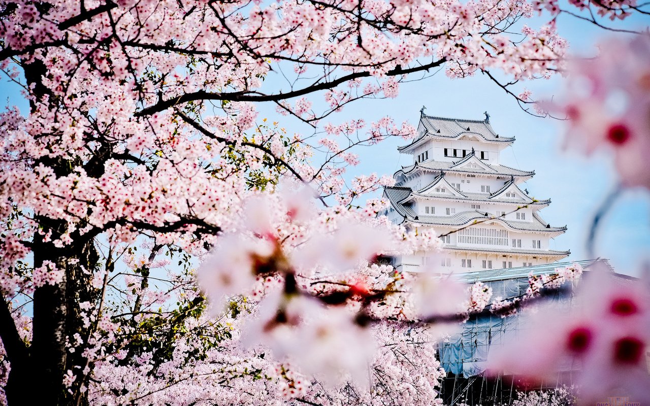 Обои замок, пагода, япония, весна, дворец, сакура, castle, pagoda, japan, spring, palace, sakura разрешение 2048x1365 Загрузить