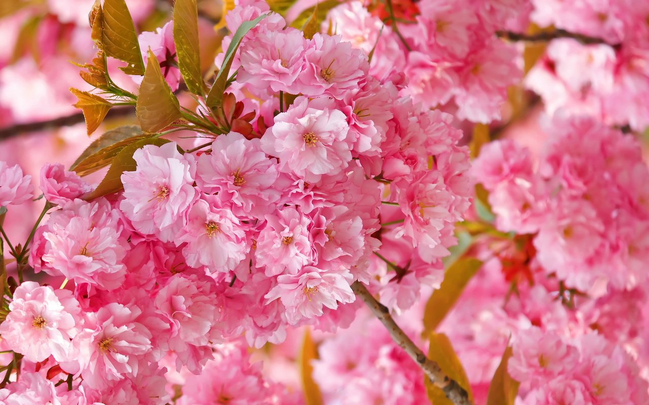 Обои цветение, весна, сакура, нежность, розовая, flowering, spring, sakura, tenderness, pink разрешение 2560x1707 Загрузить